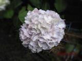 庭のアジサイ