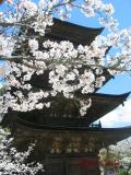 瑠璃光寺五重塔の桜