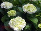 裏庭のあじさい