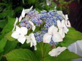 庭のガクアジサイ