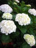 裏庭のあじさい