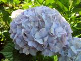 裏庭のあじさい