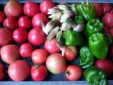 トマトと茗荷とピーマン