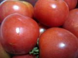大豊作のトマトたち