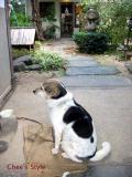 長屋門珈琲 カフェティカルの犬