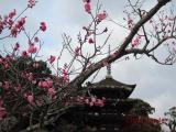 瑠璃光寺の梅
