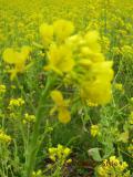 小鯖の菜の花畑