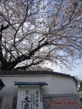 大楽寺の桜