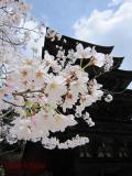 瑠璃光寺の桜