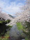 一の坂川の桜