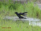 カラスの水浴び