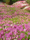 永源山公園のつつじ