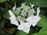 庭のすみっこに咲いたガクアジサイ