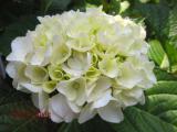 裏庭のあじさい