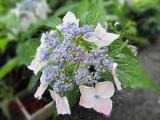 庭のガクアジサイ