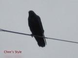 家のそばの電線にいたカラス