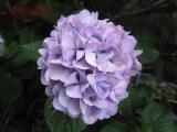 裏庭のあじさい