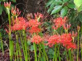 小鯖八幡宮の彼岸花