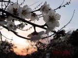 夕暮れの梅