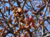 寒桜の蕾