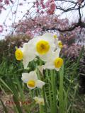白野江植物公園の水仙と梅
