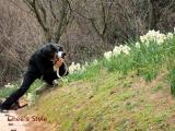水仙を撮影するはっしー