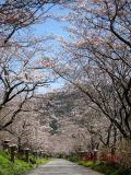 小鯖八幡宮の桜