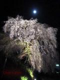 鹿野のしだれ桜