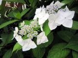 庭のガクアジサイ